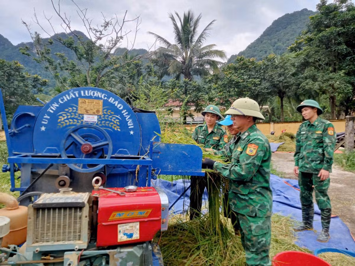 Những hạt lúa vàng của tình quân dân.
