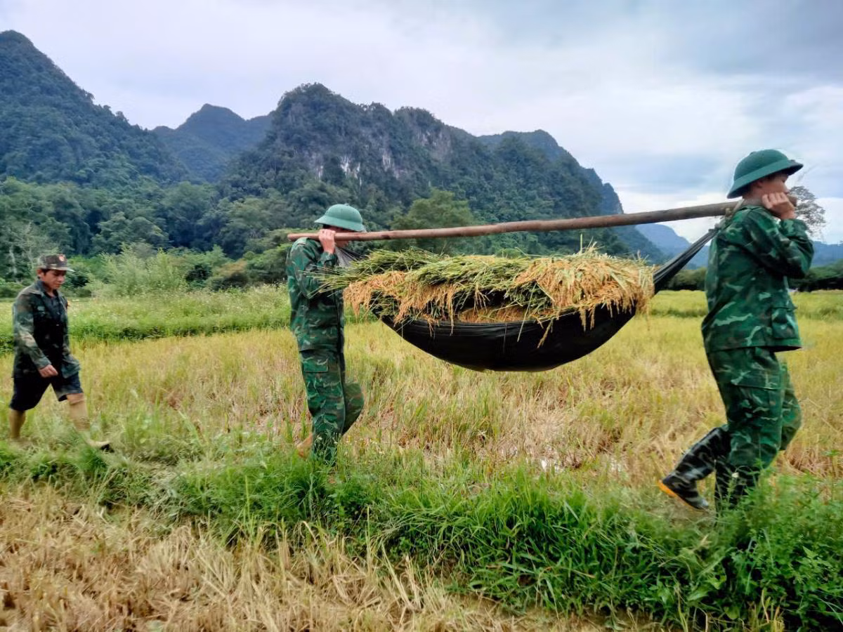 Vào mùa gặt hái, mỗi ngày thứ Bảy trở nên rộn ràng hơn bởi hình ảnh cán bộ, chiến sĩ Biên phòng xuống đồng cùng nhân dân gặt lúa, thu hoạch lạc, khoai…