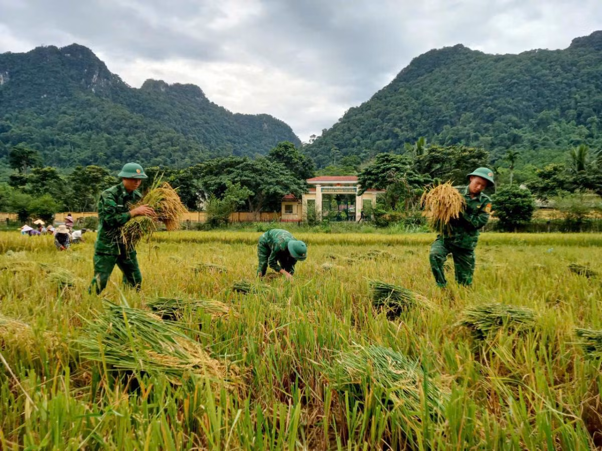 Vào mùa gặt hái, mỗi ngày thứ Bảy trở nên rộn ràng hơn bởi hình ảnh cán bộ, chiến sĩ Biên phòng xuống đồng cùng nhân dân gặt lúa, thu hoạch lạc, khoai…