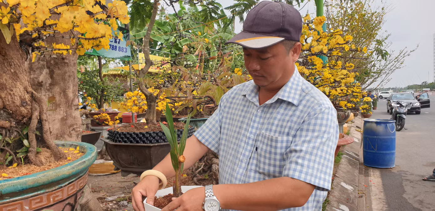Ông Nguyễn Quang Định thấy cây dừa lạ nên trưng bày để người dân cùng xem chứ không có ý định bán.