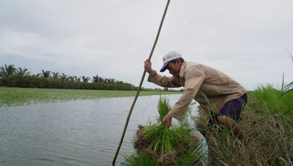 Theo ông Tươi, sau khi nhổ mạ, nông dân không nên ném liền mà để mạ từ 2 đến 3 đêm dưới ruộng cho ra rễ trắng mới ném. Mạ phải ném với khoảng cách khoảng 20cm.