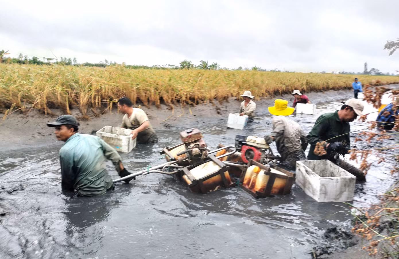 Tờ mờ sáng, thanh niên trong xóm đã đến nhà ông Nguyễn Minh Hiếu (ngụ ấp Hữu Thời, xã Biển Bạch Đông, huyện Thới Bình, Cà Mau) tham gia thu hoạch tôm càng xanh trên đồng lúa.