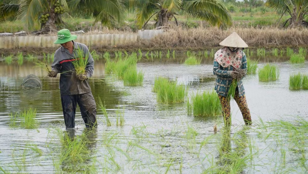 Chị Châu Lệ Huyền có kinh nghiệm hơn 10 năm làm công việc ném lúa mướn. Theo chị, mỗi người bình thường có thể ném được 2 công đất, thu nhập từ 300.000 – 500.000 đồng/ngày.