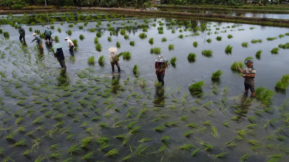 Kỹ thuật ném mạ này trên đất nuôi tôm có ưu điểm vừa nhàn, vừa nhanh và lại giúp cây lúa phát triển tốt trên vùng đất phèn mặn.