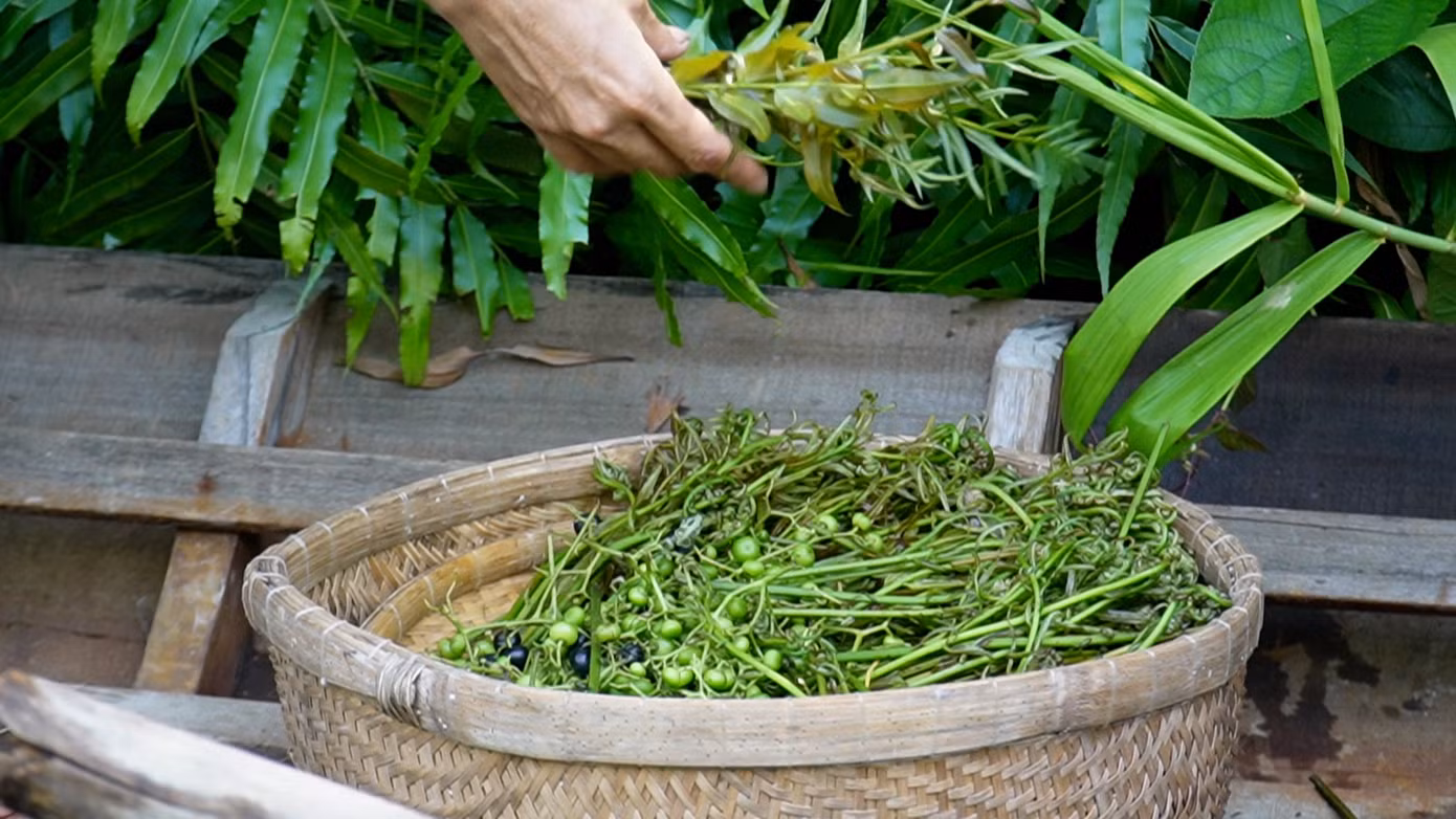 Cây choại và cây mua là hai loài cây bụi thường sinh trưởng và phát triển dưới tán rừng tràm U Minh Hạ (Cà Mau). Khi mùa mưa bắt đầu, những loài này sinh trưởng mạnh mẽ, với chồi non, hoa nở.
