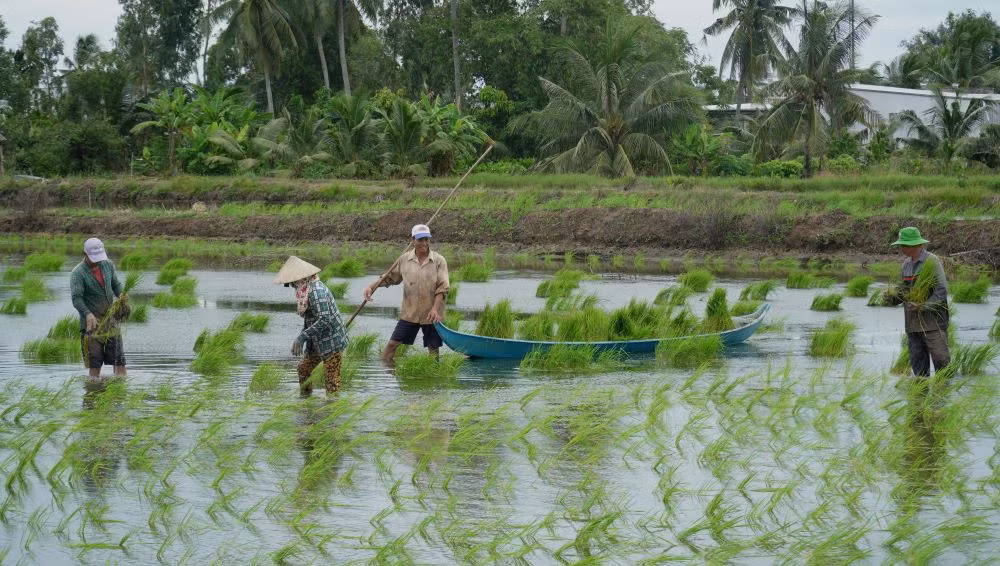 “Ném lúa theo kiểu này thấy khỏe hơn, không bị đau lưng như cấy lúa. Thay vì phải khom lưng, nhúng tay xuống ruộng để cấy lúa thì người nông dân chỉ cần chia nhỏ từng tép mạ ném xuống ruộng”, chị Huyền chia sẻ.