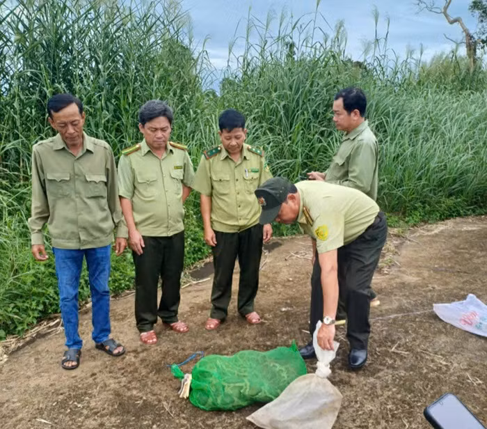 Hai cá thể động vật hoang dã được thả về rừng.