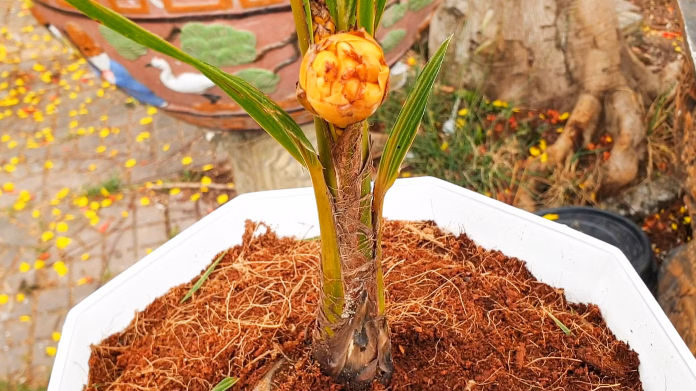 Cây dừa kỳ lạ ở Cà Mau chỉ mới trồng 6 tháng đã ra hoa và chuẩn bị kết trái.