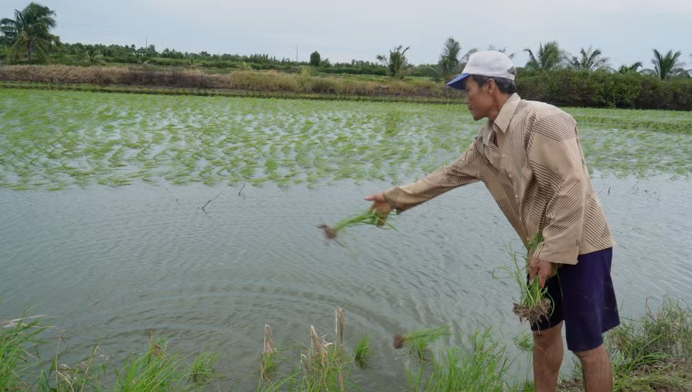 Chủ vuông tôm tận dụng mạ còn sót lại ném cặp bờ vuông.
