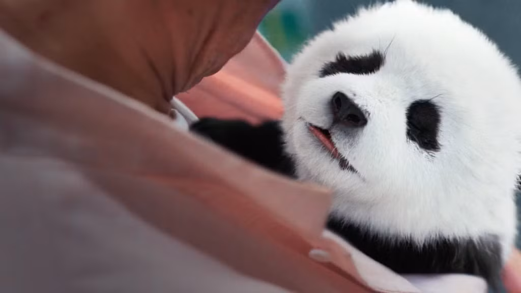 Con gấu trúc trong phim được tạo ra bằng hiệu ứng hình ảnh.