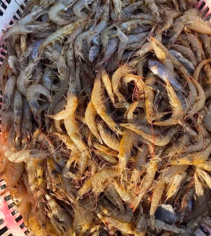 Luồng tôm mà ngư dân Quảng Bình trúng đậm trong mấy ngày qua là loài tôm nghệ.