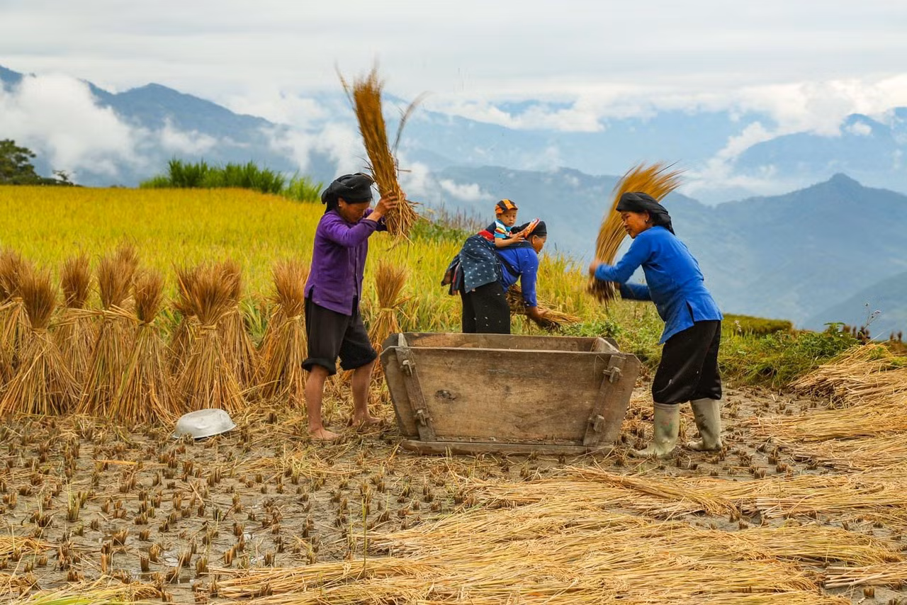 Nấm Dẩn còn được ví như cái nôi của người Nùng cổ, do đó khi đến đây, du khách sẽ bắt gặp nhiều bà con người Nùng đang gặt và đập lúa trên những thửa ruộng bậc thang. Nấm Dẩn còn được ví như cái nôi của người Nùng cổ, do đó khi đến đây, du khách sẽ bắt gặp nhiều bà con người Nùng đang gặt và đập lúa trên những thửa ruộng bậc thang.