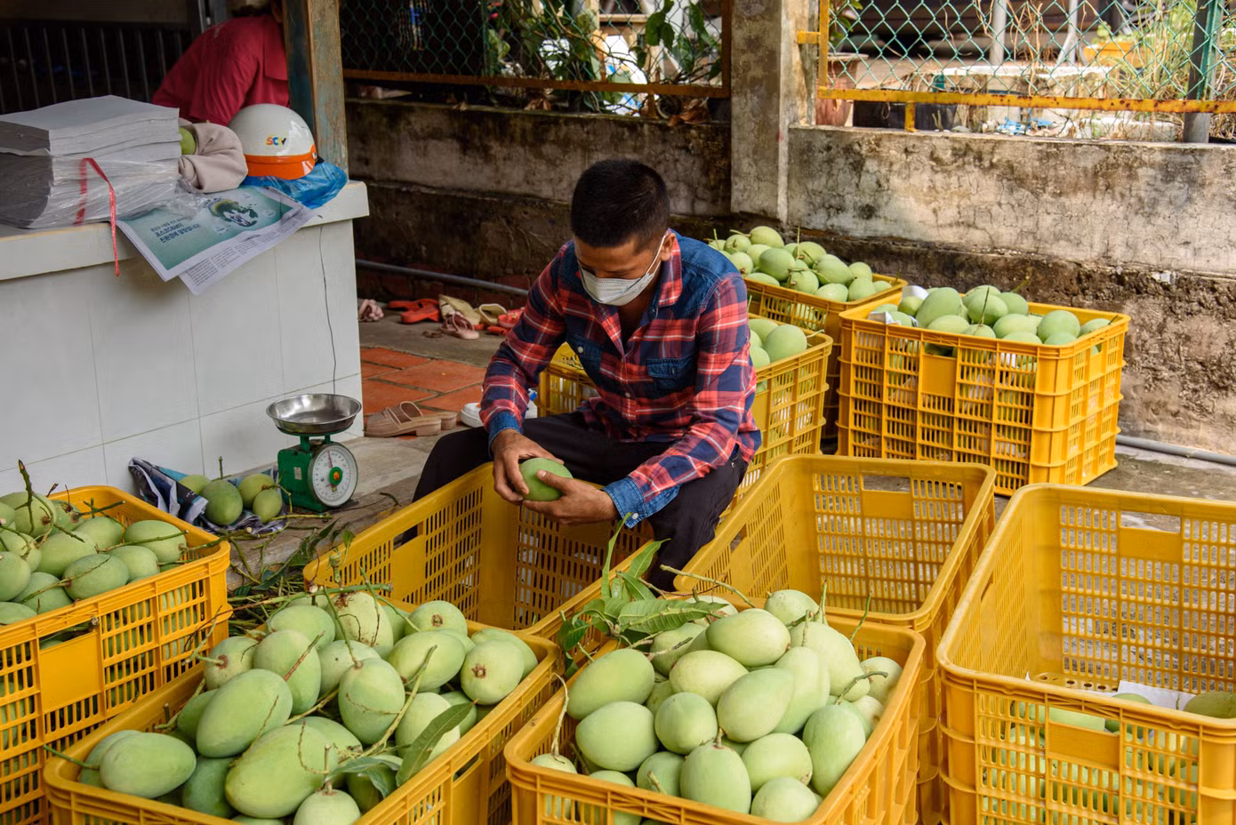 Cơ sở thu mua xoài tại Đồng Tháp. Ảnh: An Bình.