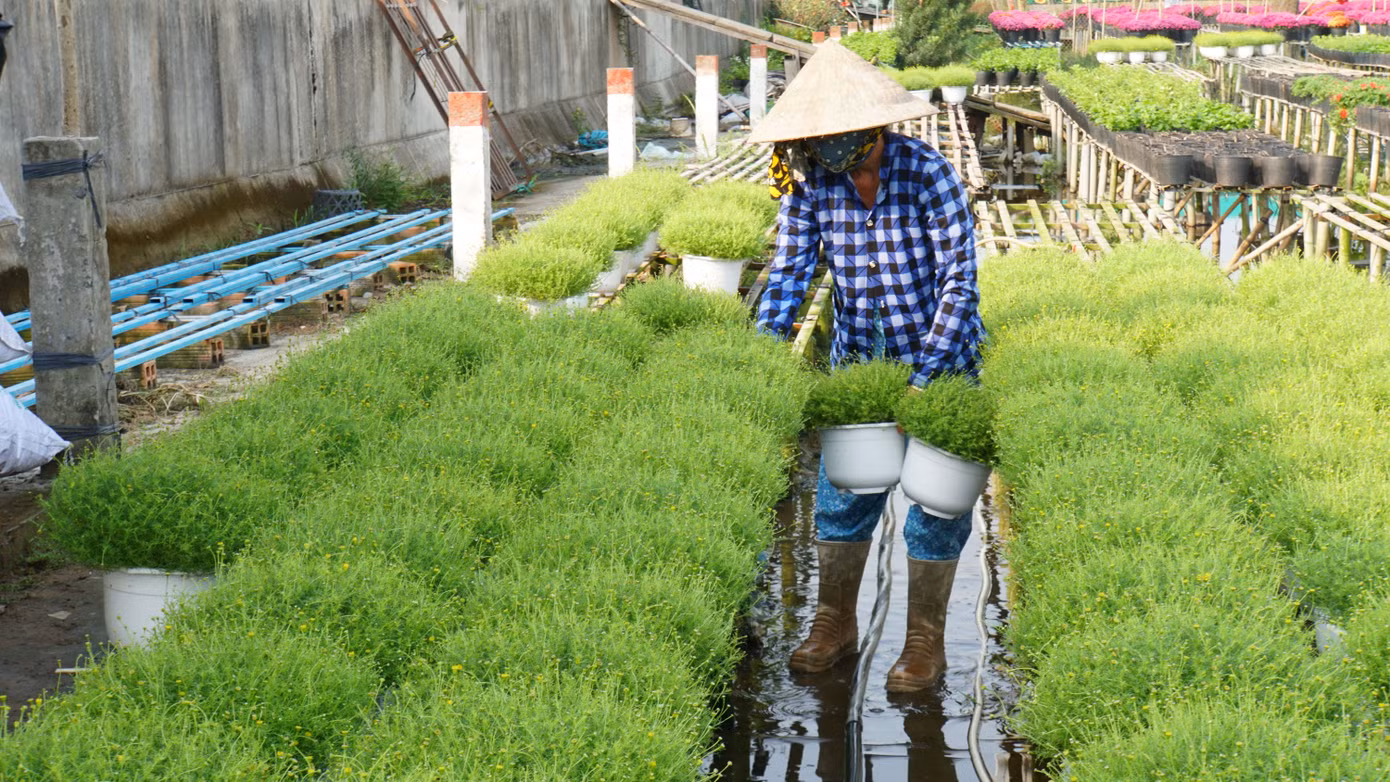 Người dân tất bật chăm sóc hoa.