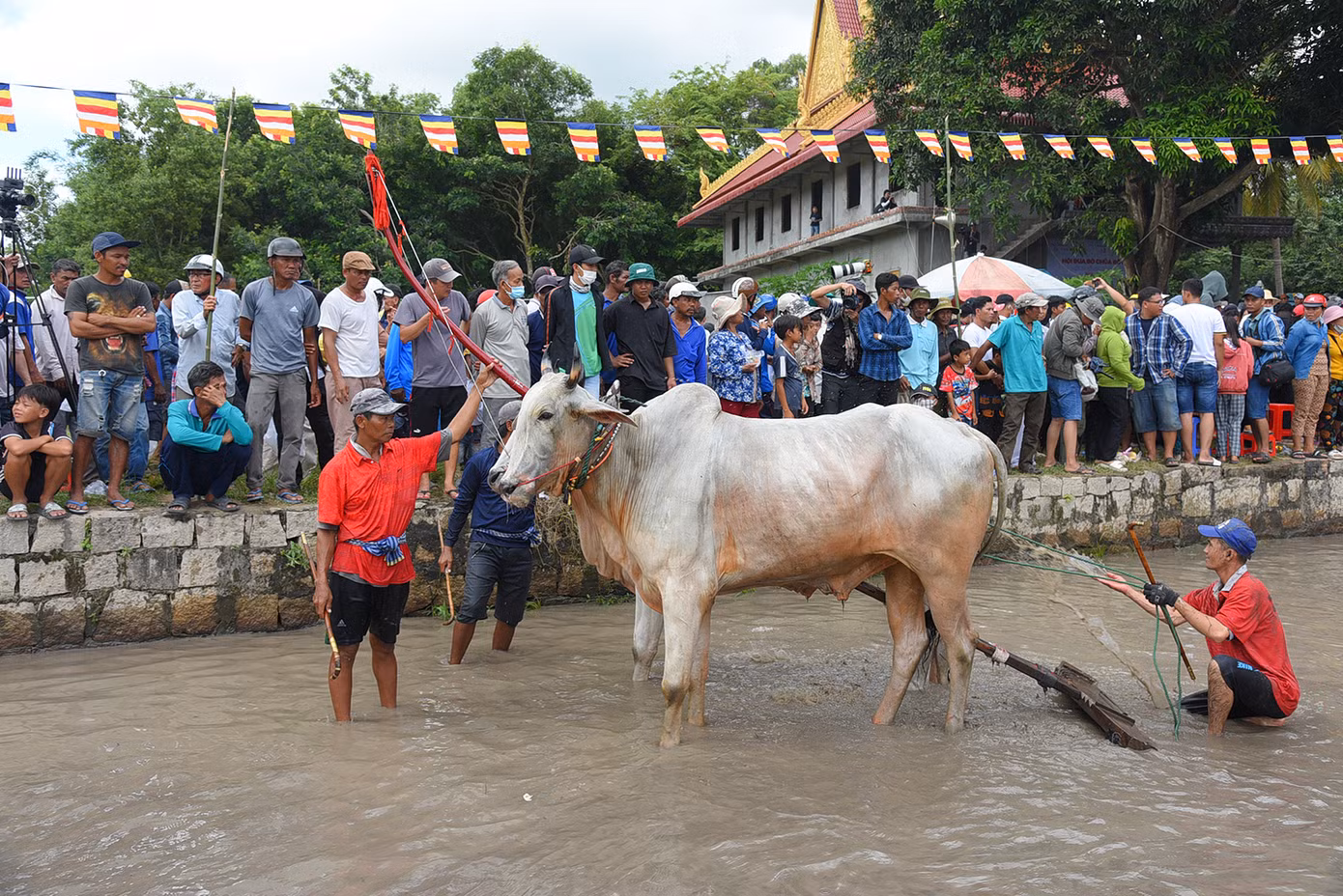 Đôi bò của anh Phúc vượt qua 25 đôi bò khác để đoạt giải nhất. Ảnh: Hòa Hội.
