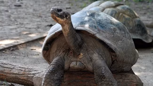 Mommy là một loài rùa biển Phía Tây Santa Cruz Galápagos đang bị đe dọa nghiêm trọng, đã được nuôi tại Vườn thú Philadelphia từ năm 1932. (Ảnh: Vườn thú Philadelphia)