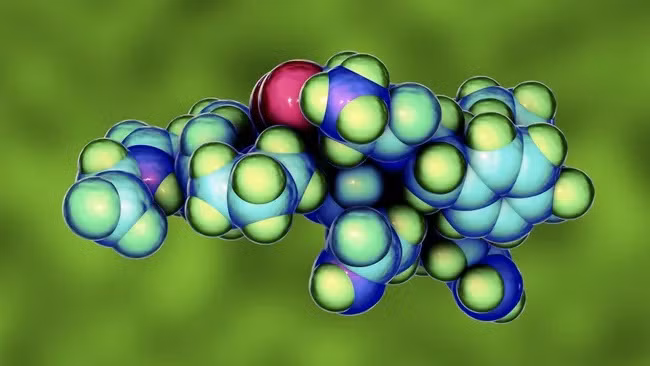 Oxytocin là một chất truyền tin hóa học có tác dụng lên não và khắp cơ thể, nơi nó hoạt động như một loại hormone. (Ảnh: Kateryna Kon, thư viện ảnh khoa học)