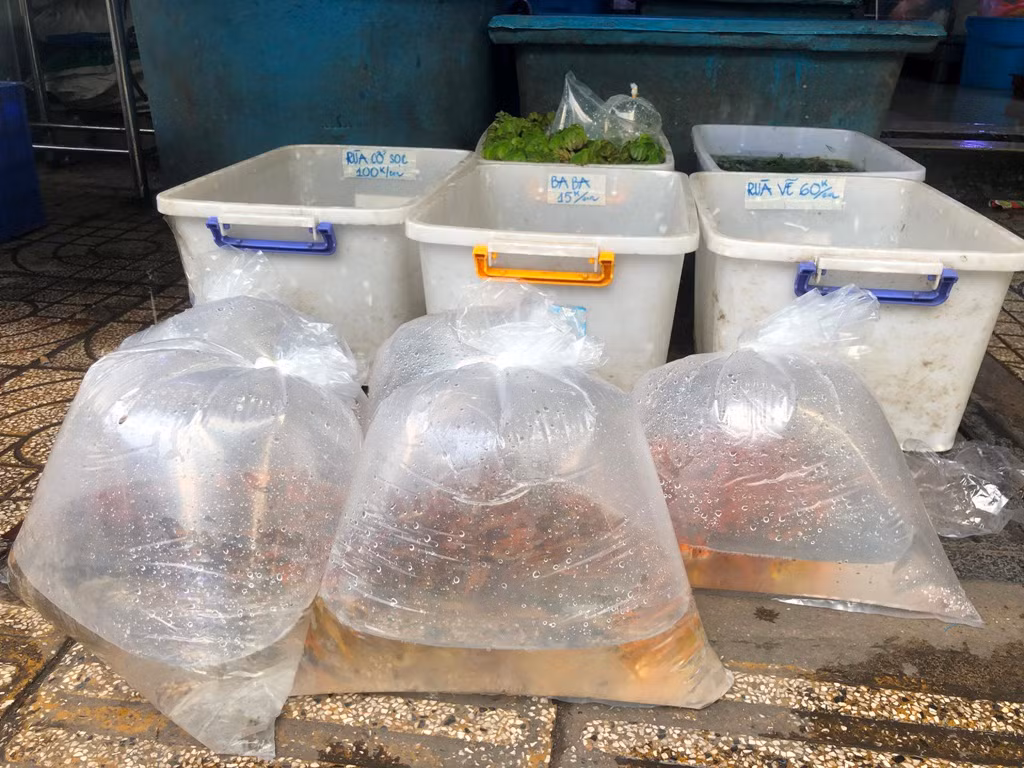 Cá chép tiễn Táo quân.