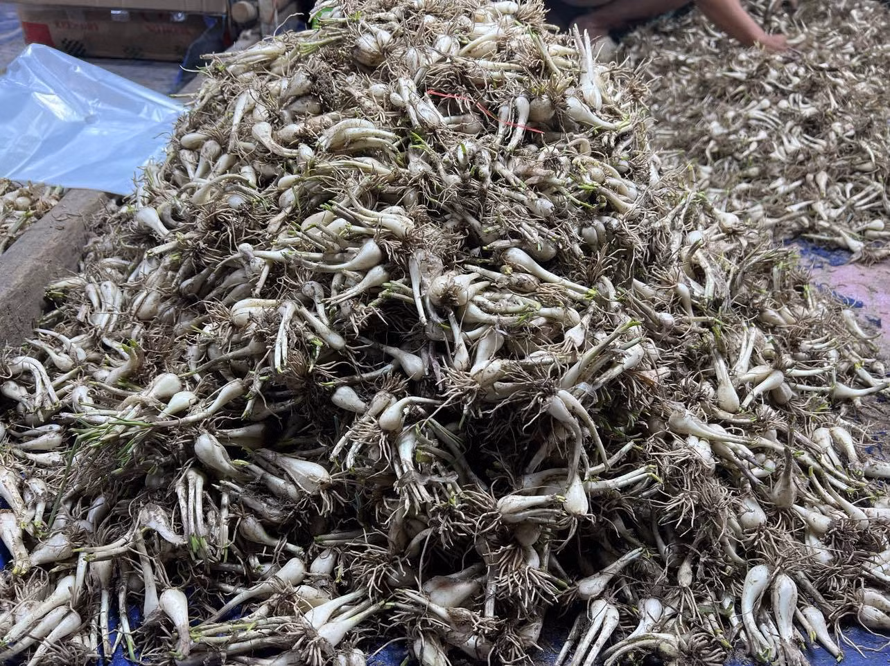 Kiệu được đưa về TPHCM từ nhiều tỉnh, thành như Đồng Tháp, Khánh Hòa, Huế...