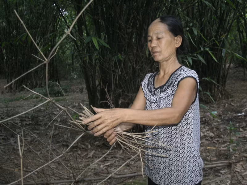 Bà Gái tìm rong cho cò làm tổ 
