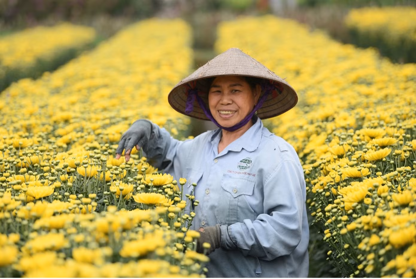 Làng hoa Mê Linh