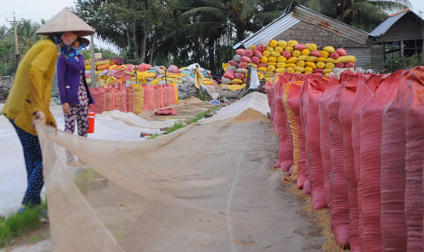 Giá lúa cấp thấp tăng cao, vượt cả lúa thơm ảnh 1