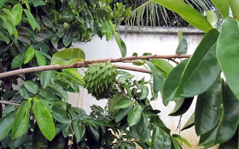 Bí hiểm, thương lái lạ mặt tìm mua lá mãng cầu xiêm ảnh 1