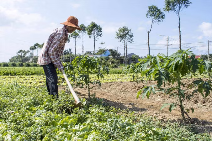 Đau với rau 1.000 đồng: Dân dùng cho bò ăn, bón phân ảnh 2