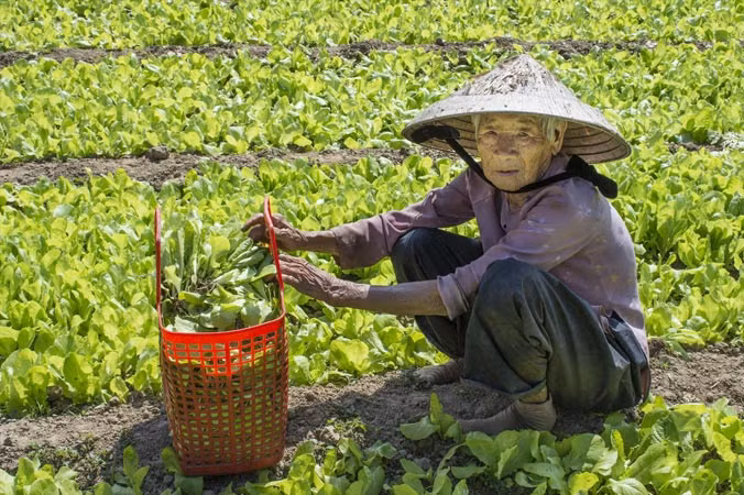 Đau với rau 1.000 đồng: Dân dùng cho bò ăn, bón phân ảnh 1