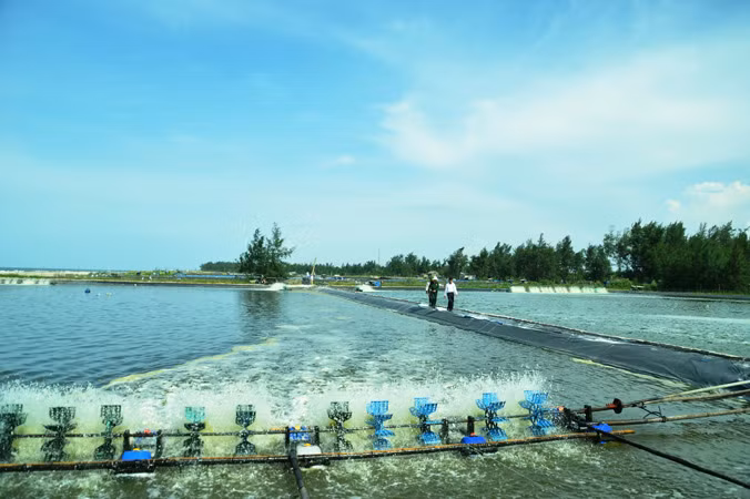 Kỳ thú chuyện biển của lão ngư ảnh 2