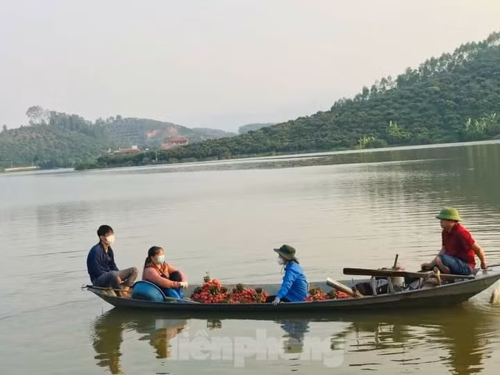 Đoàn viên huyện Lục Ngạn chèo thuyền bẻ vải giúp người dân