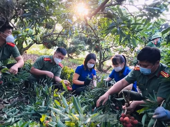 Đoàn viên và công an cùng giúp người dân thu hoạch vải thiều ở huyện Lục Ngạn