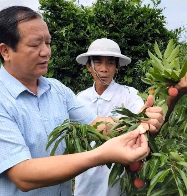 Ông Lê Bá Thành, Phó Giám đốc Sở Nông nghiệp và Phát triển nông thôn tỉnh Bắc Giang (bên trái) giới thiệu về quả vải thiều không hạt Ông Lê Bá Thành, Phó Giám đốc Sở Nông nghiệp và Phát triển nông thôn tỉnh Bắc Giang (bên trái) giới thiệu về quả vải thiều không hạt