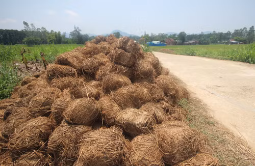 Vùng quê biến phế thải rơm rạ thành tiền ảnh 2