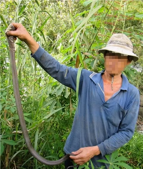 Đánh đu mạng sống để “thu phục” rắn độc ảnh 3