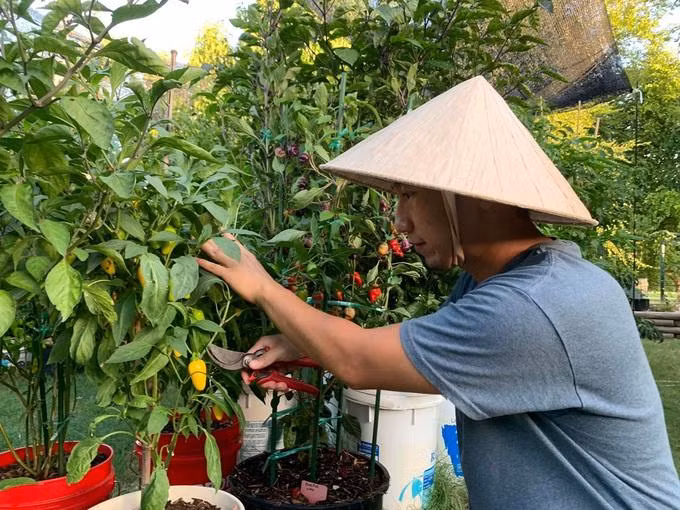 Niềm vui mỗi ngày của anh Nhân là được chăm sóc khu vườn ớt đặc biệt của mình (Ảnh: NVCC)