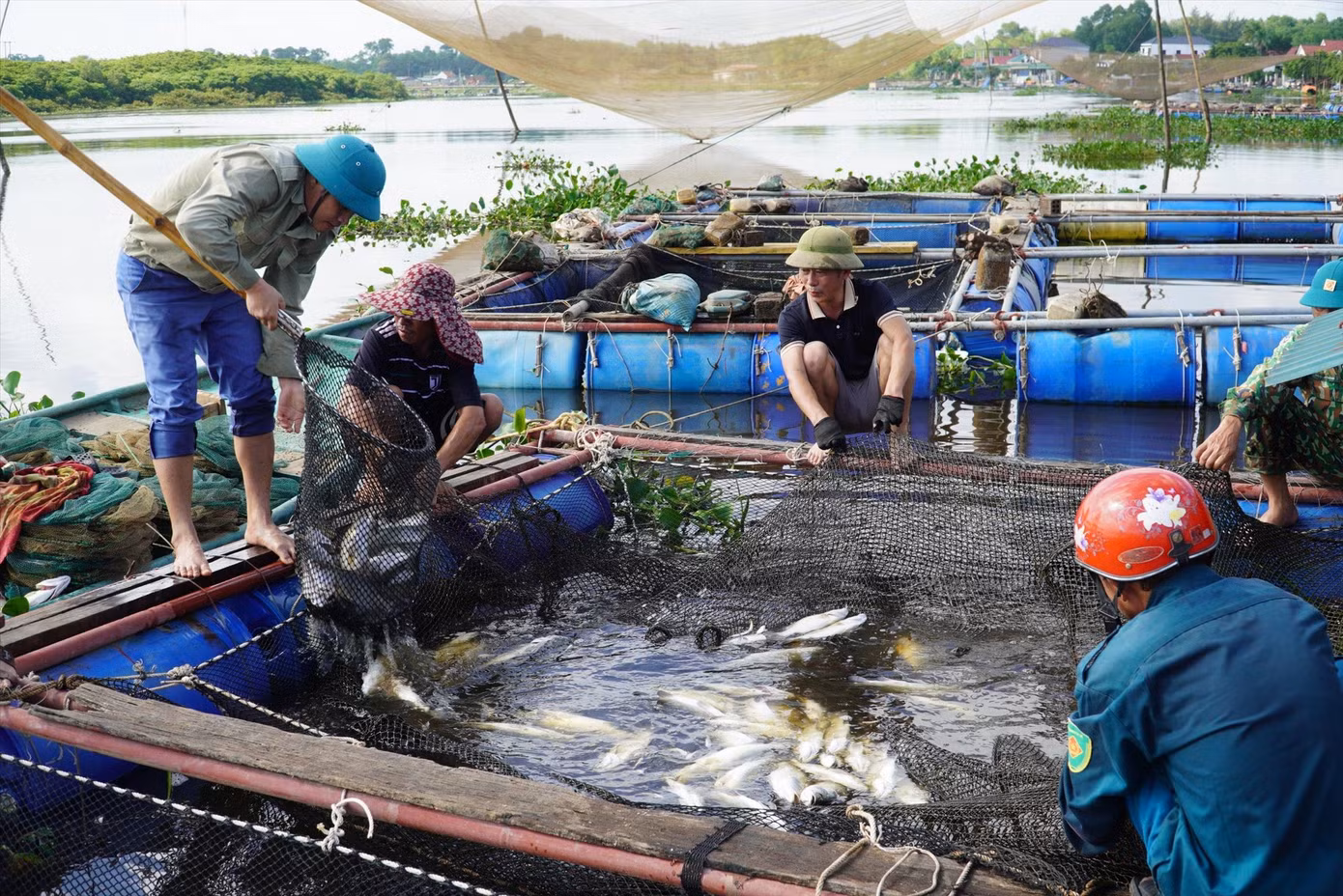 Cá chết trắng lồng ở Thạch Sơn, Thạc Hà, Hà Tĩnh Cá chết trắng lồng ở Thạch Sơn, Thạc Hà, Hà Tĩnh