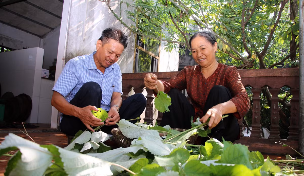 Bà Ngô Thị Khiếu cùng với người em nhặt lá gai chuẩn bị phơi, chế biến bánh gai