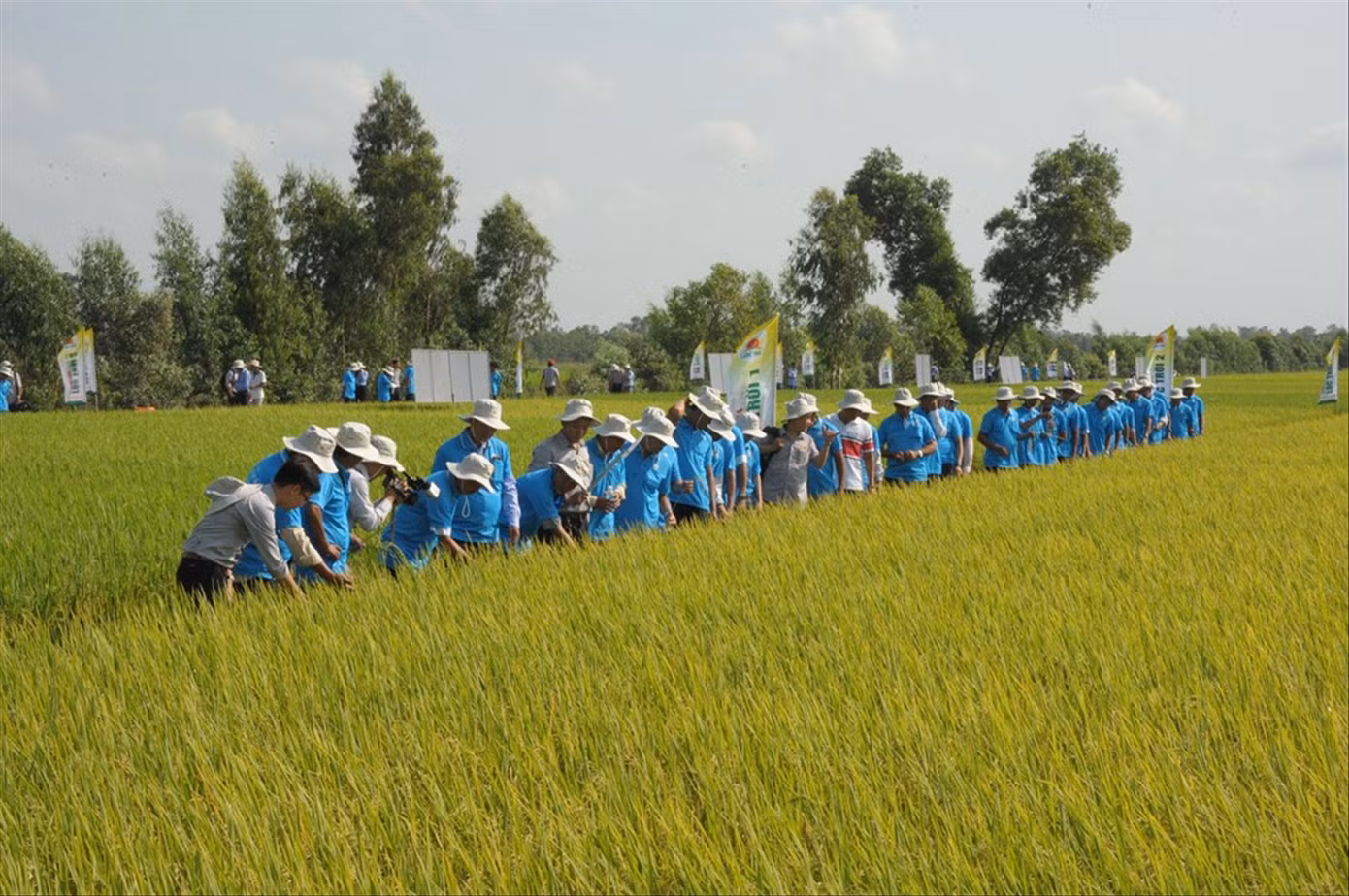 Trồng lúa chất lượng cao, giảm khí phát thải kỳ vọng giúp Việt Nam có thể thu được tiền từ bán tín chỉ carbon