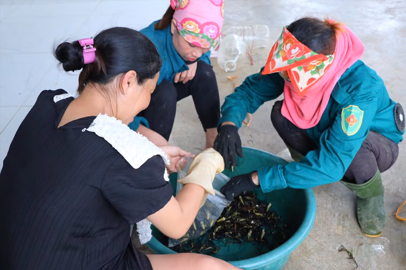Người dân phải sử dụng găng tay nhựa trong quá trình lựa nhện, đóng túi.