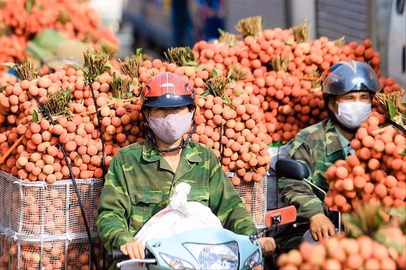 Quả vải là loại nông sản có tiềm năng xuất khẩu lớn đang vào vụ thu hoạch