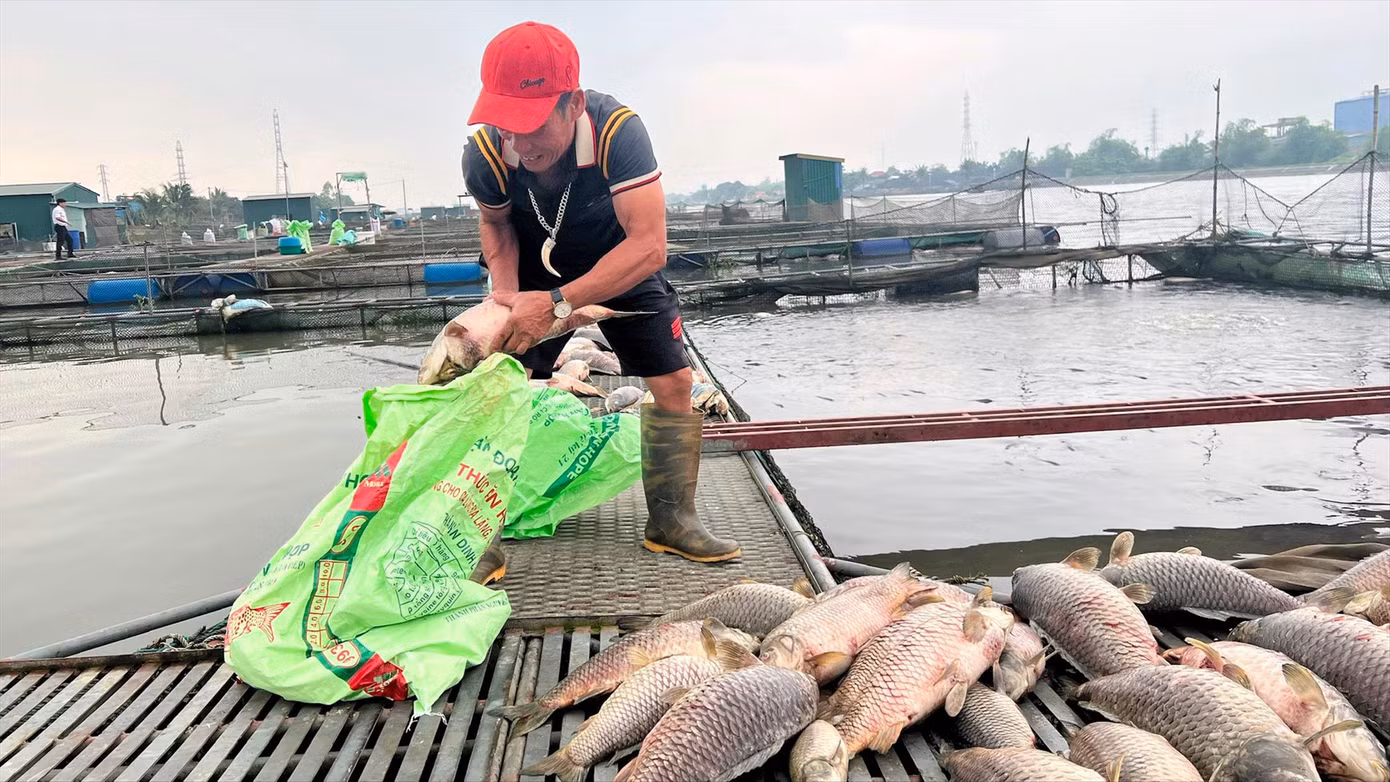 Người dân xã Tiền Tiến (TP Hải Dương) vớt cá chết hàng loạt trong các ô lồng nuôi thủy sản