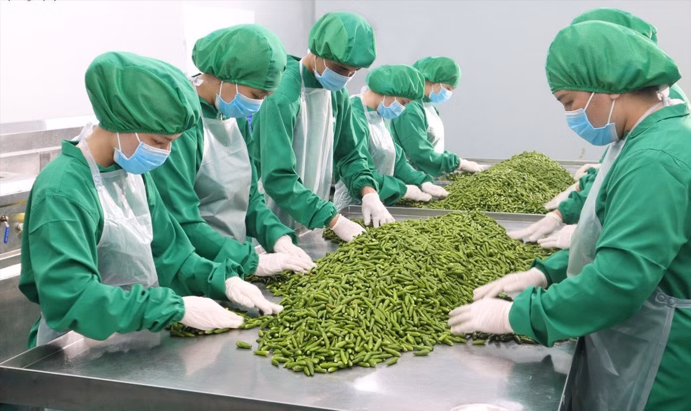 Cty CP Dh Foods do ông Nguyễn Trung Dũng (kiều bào Ba Lan) đầu tư tại TPHCM. Ảnh: U.P