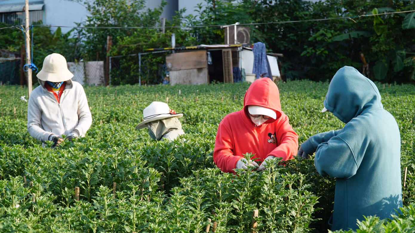 Dịp này, sinh viên Đà Nẵng có thể kiếm triệu để trang trải cuộc sống nhờ làm thời vụ hoa Tết.