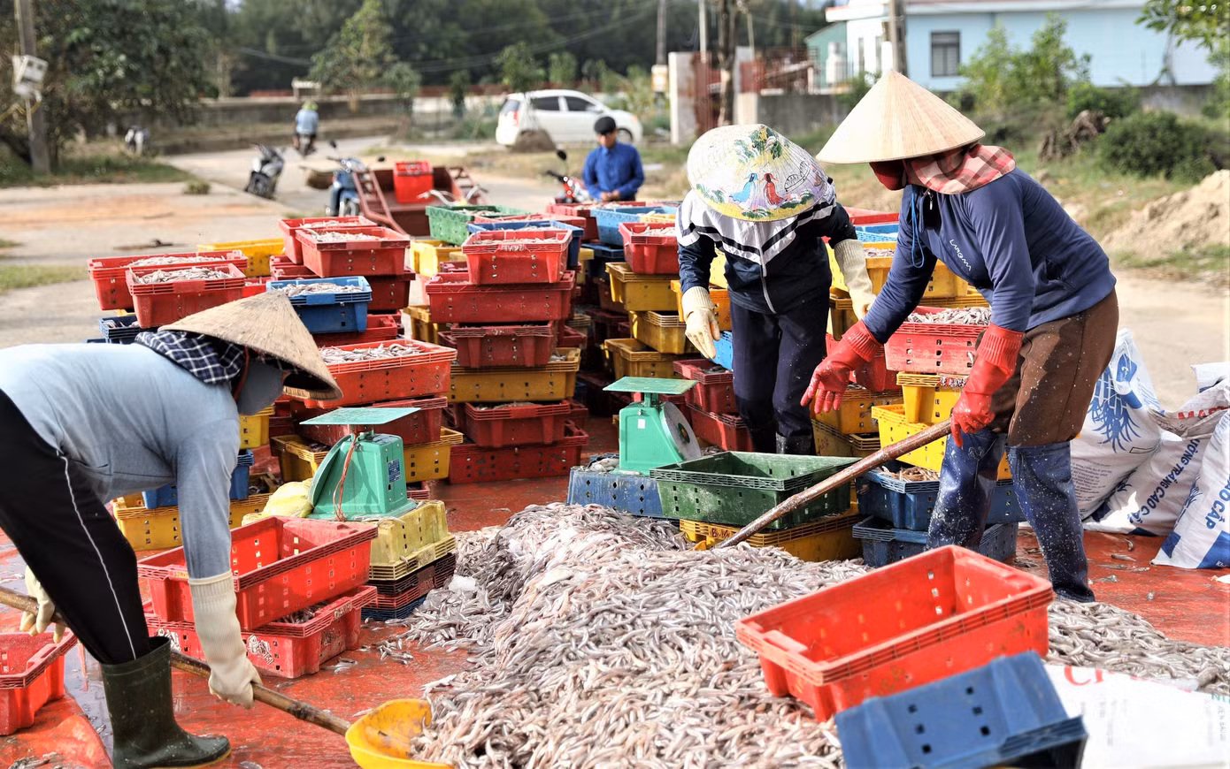 Tại vùng biển xã Kỳ Ninh (thị xã Kỳ Anh), nhiều ngày qua, các ngư dân cũng liên tục trúng đậm các mẻ cá cơm đầu mùa. Theo ngư dân địa phương, cá cơm có rải rác quanh năm nhưng cao điểm thường vào giai đoạn từ tháng 11 âm lịch năm trước đến tháng 3 âm lịch năm sau. Mùa này, mỗi tàu trúng từ 1-2 tấn, có tàu trúng đến 5 tấn sau mỗi chuyến biển.