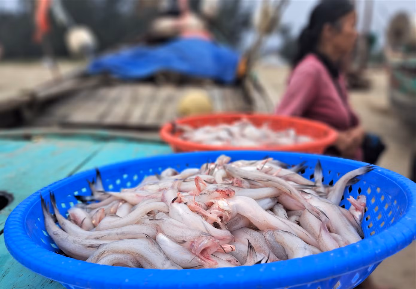Ông Trần Anh Khoa - Chủ tịch UBND xã Xuân Yên cho biết, toàn xã có hơn 235 tàu, thuyền đánh bắt hải sản, công suất 6-24CV. Trong đó có hơn 150 thuyền ra khơi thường xuyên. Những ngày qua, các thuyền trúng đậm ghẹ, cá cháo đã đưa lại thu nhập cao cho ngư dân, giúp bà con phấn khởi vươn khơi bám biển.