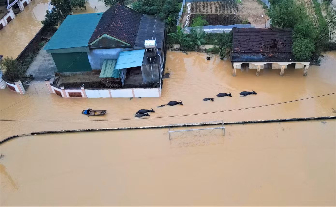 Người dân phải sử dụng thuyền, bè để di dời tài sản, trâu bò, máy móc đến vị trí cao tránh lũ.