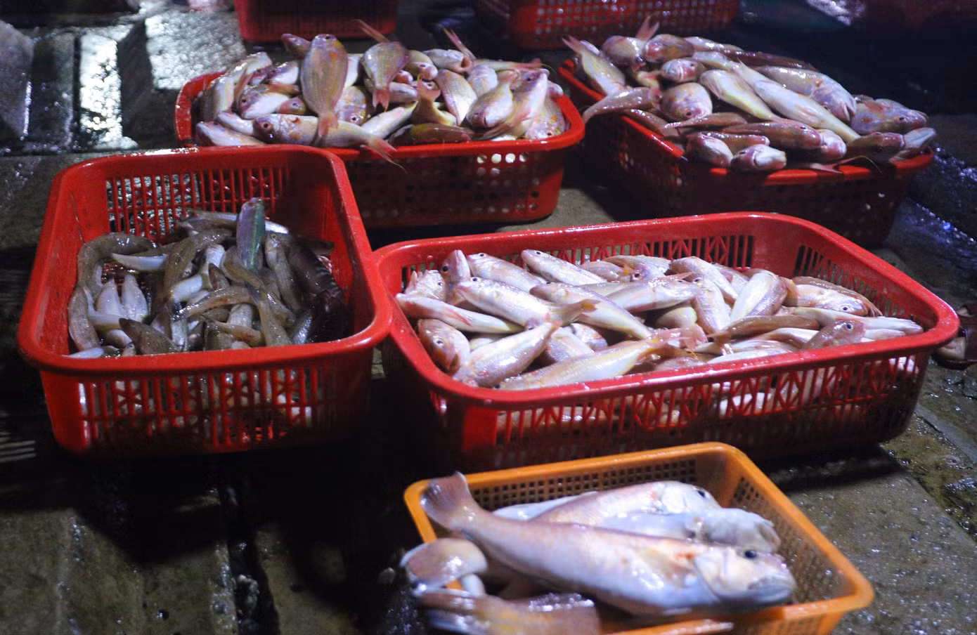 Người dân địa phương mua hải sản từ các thuyền bè của ngư dân đi đánh bắt về để mang ra các chợ huyện trong tỉnh bán kiếm lời. Để có hàng tươi ngon, họ phải đi chợ từ lúc rạng sáng để đón những đoàn thuyền đầu tiên.