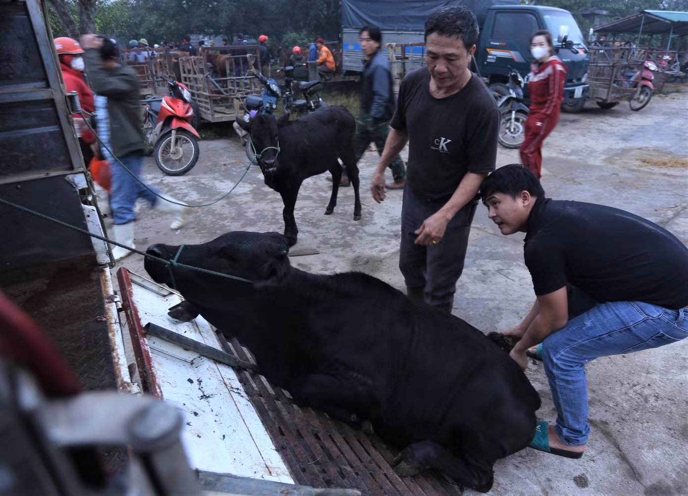 Những con bò được chủ nhân đưa lên xe tải để chở về nhà. Mỗi phiên chợ có ít nhất 5 chiếc xe tải hoặc xe kéo đỗ ở chợ để chở số lượng trâu, bò khi mua bán xong về chăm sóc hoặc bán lại cho người khác.