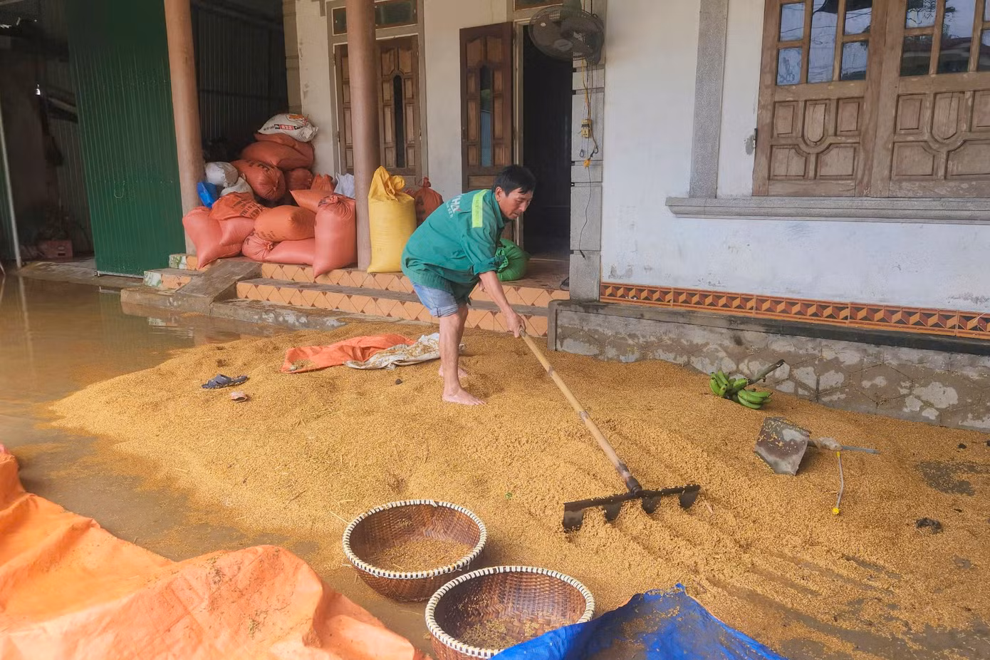 Ghi nhận đến sáng 25/5, nước lũ ở các khu vực đang dần rút xuống, người dân tiếp tục dọn dẹp, khắc phục thiệt hại. Trong hình là gia đình ông Võ Tá Ới (trú xã Cẩm Duệ) đang dọn dẹp lại đống lúa ngập chìm sau đợt mưa lũ.